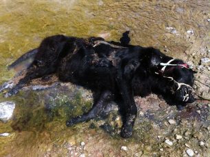 Σάμος: Του εκτέλεσαν τον σκύλο